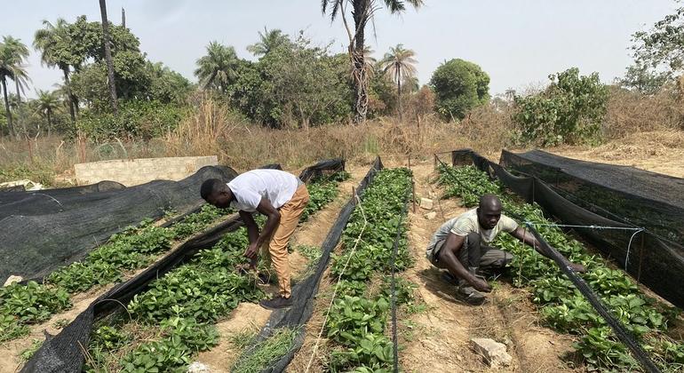 تجارت میوه و سبزیجات برادران الحاج و عبدالله فعل در کانوما، گامبیا، توسط صندوق توسعه سرمایه سازمان ملل حمایت می شود.